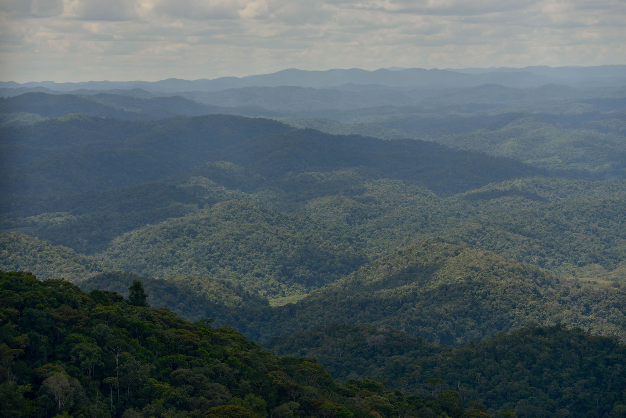 Imagem da Floresta Amazônica. Foto: Fred Magno / O Tempo